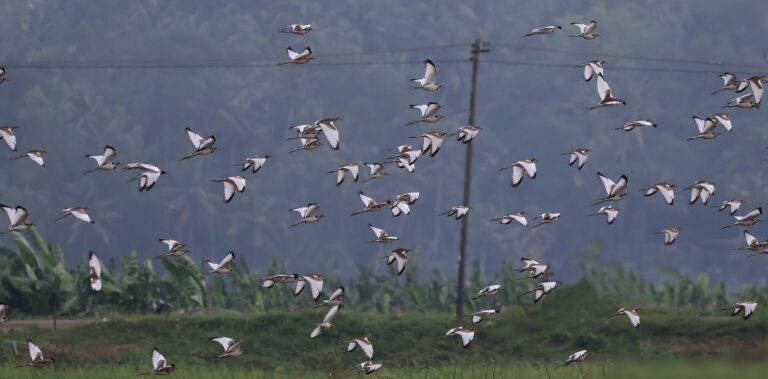 വെള്ളായണി തണ്ണീർത്തടത്തിൽ പക്ഷി വൈവിധ്യം കുറയുന്നു, - Vellayani Lake - Vellayani Kayal - Freshwater lake Kerala - Thiruvananthapuram lake Vellayani Lake boating and bird watching - Snake boat races Vellayani Kayal Onam - Offbeat destinations Thiruvananthapuram - Vellayani Lake drinking water source - Vellayani Devi Temple festival - Largest freshwater lake Trivandrum Kerala wetlands birdwatching - Vellayani Punchakkari wetland - Trivandrum tourist places near Kovalam - Vellayani Lake ecosystem flora fauna - Conservation Vellayani Lake Kerala thiruvananthapuramnews.com, thiruvananthapuramnewsdotcom