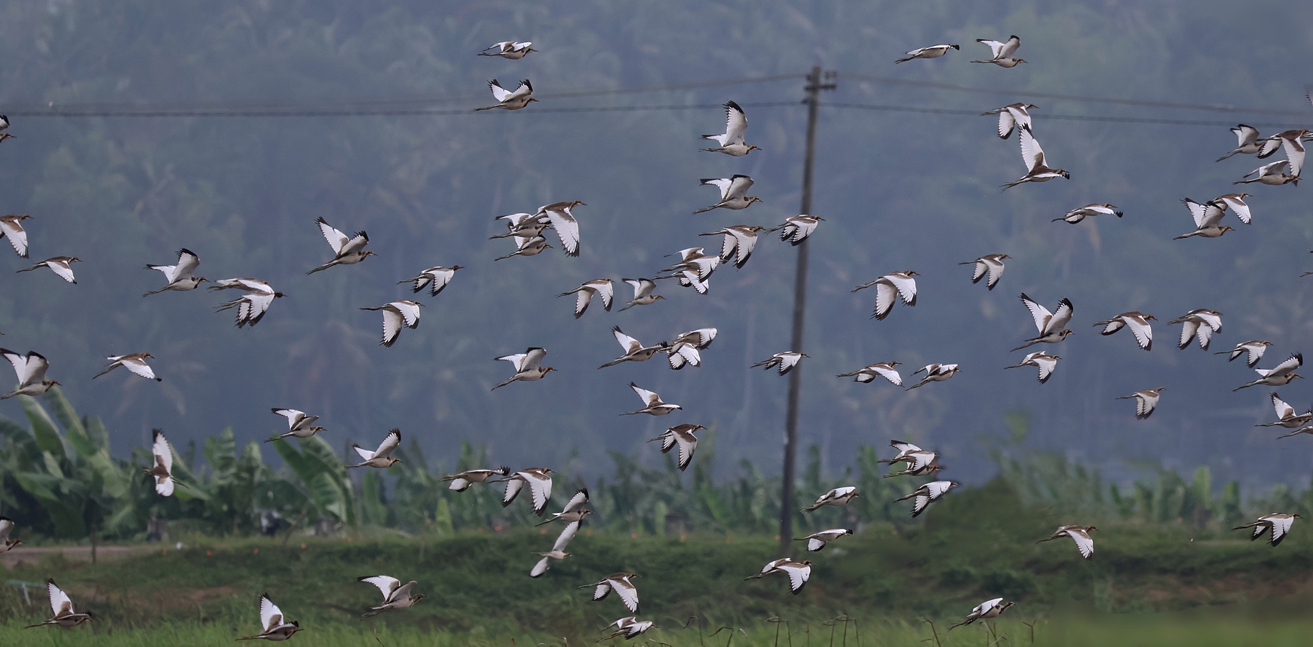 വെള്ളായണി തണ്ണീർത്തടത്തിൽ പക്ഷി വൈവിധ്യം കുറയുന്നു, - Vellayani Lake - Vellayani Kayal - Freshwater lake Kerala - Thiruvananthapuram lake Vellayani Lake boating and bird watching - Snake boat races Vellayani Kayal Onam - Offbeat destinations Thiruvananthapuram - Vellayani Lake drinking water source - Vellayani Devi Temple festival - Largest freshwater lake Trivandrum Kerala wetlands birdwatching - Vellayani Punchakkari wetland - Trivandrum tourist places near Kovalam - Vellayani Lake ecosystem flora fauna - Conservation Vellayani Lake Kerala thiruvananthapuramnews.com, thiruvananthapuramnewsdotcom