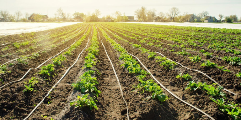 ഓരോ തുള്ളിയിലും സമൃദ്ധി: സൂക്ഷ്മജലസേചനത്തിലൂടെ കാർഷിക വിപ്ലവത്തിന്‌ കേരളം, തിരുവനന്തപുരം വാർത്ത (Thiruvananthapuram varthakal) തിരുവനന്തപുരം ലേറ്റസ്റ്റ് ന്യൂസ് തിരുവനന്തപുരം മെട്രോ 2026 കേരള സമ്പദ്‌വ്യവസ്ഥ 2026 ദാവോസ് 2026 കേരളം തിരുവനന്തപുരം ക്വാണ്ടം കമ്പ്യൂട്ടിങ് സമ്മിറ്റ്, Thiruvananthapuram rain update 2026 Trivandrum politics latest Thiruvananthapuram crime news today Technopark Trivandrum updates, Thiruvananthapuram metro rail 2026 Trivandrum infrastructure news 2026 Kerala economy growth 2026 Davos 2026 Kerala investments Thiruvananthapuram tourism boom 2026 Quantum computing summit Trivandrum 2026 Kerala assembly polls 2026 Thiruvananthapuram Trivandrum international tourist city news BJP Kerala strategy Thiruvananthapuram 2026 Kerala fiscal policy news 2026, Thiruvananthapuram news Trivandrum news Thiruvananthapuram latest news Trivandrum breaking news Kerala Thiruvananthapuram news Trivandrum today news,